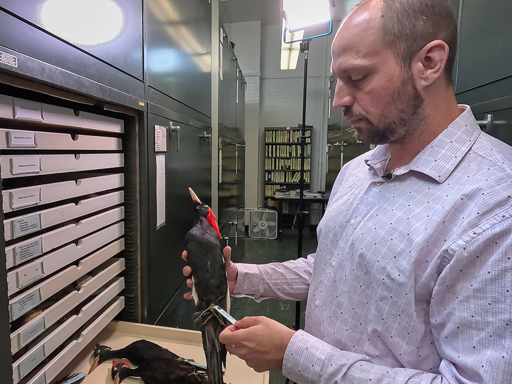 man with beard and light colored shirt holds specimen of ivory billed woodpecker