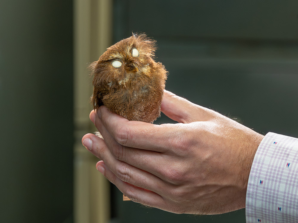 small brown owl specimen