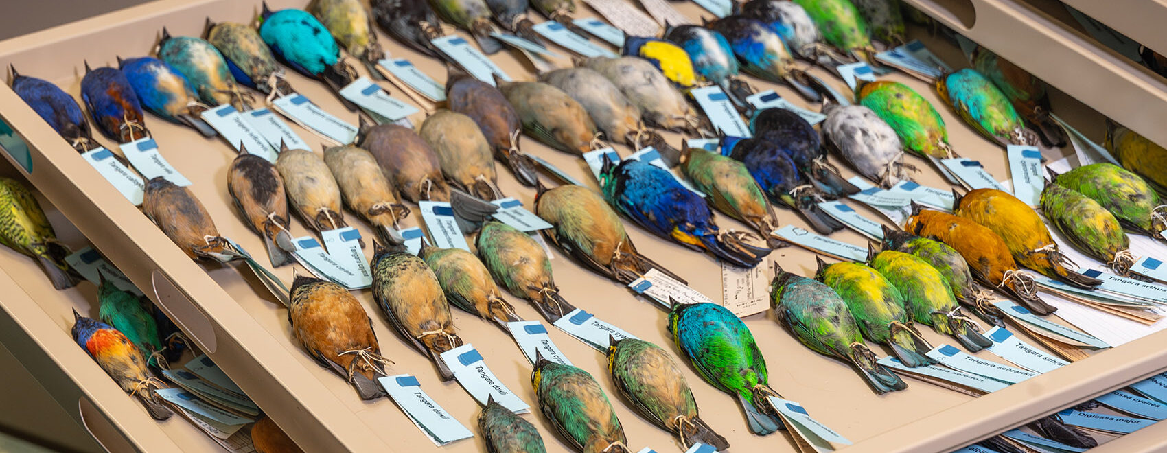 trays full of colorful tropical bird specimens