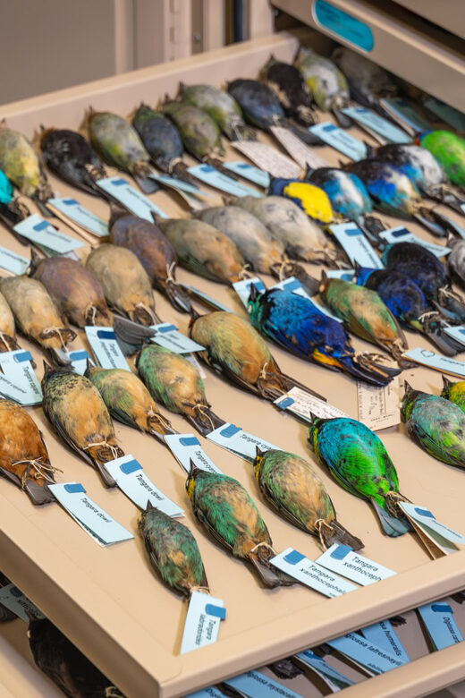 trays full of colorful tropical bird specimens