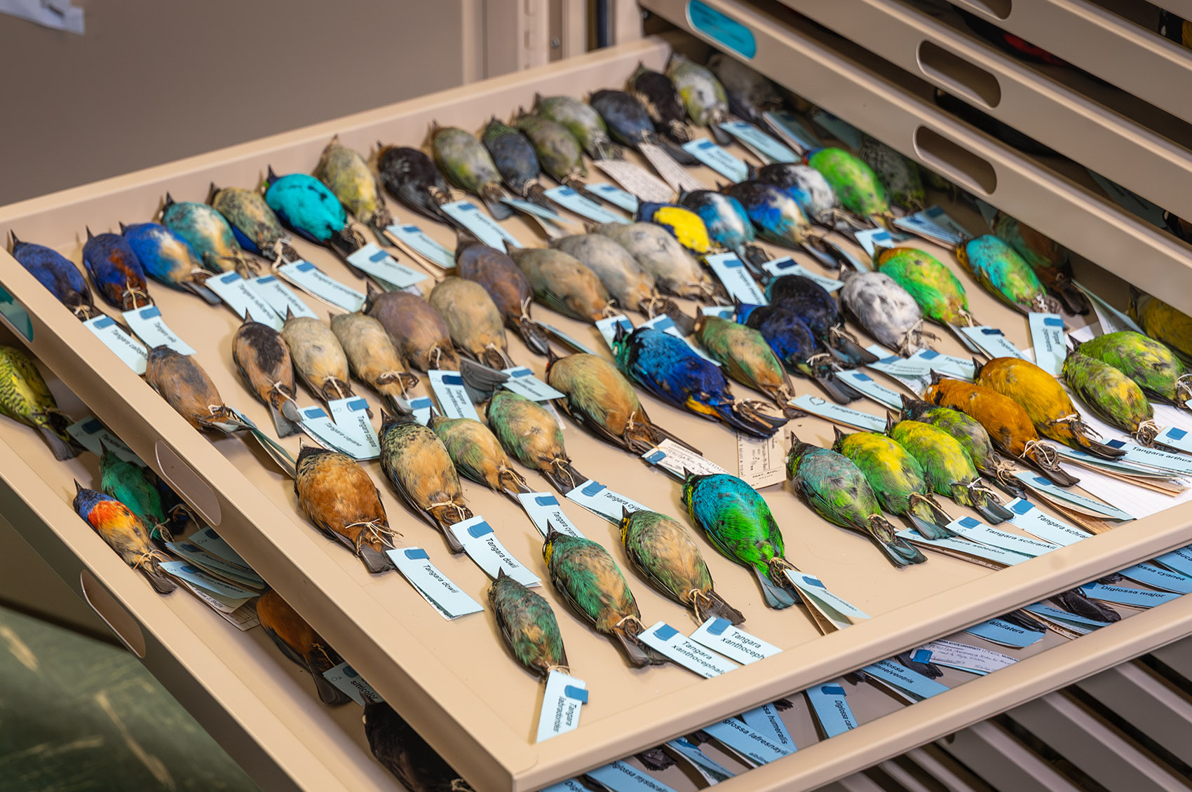 trays full of colorful tropical bird specimens