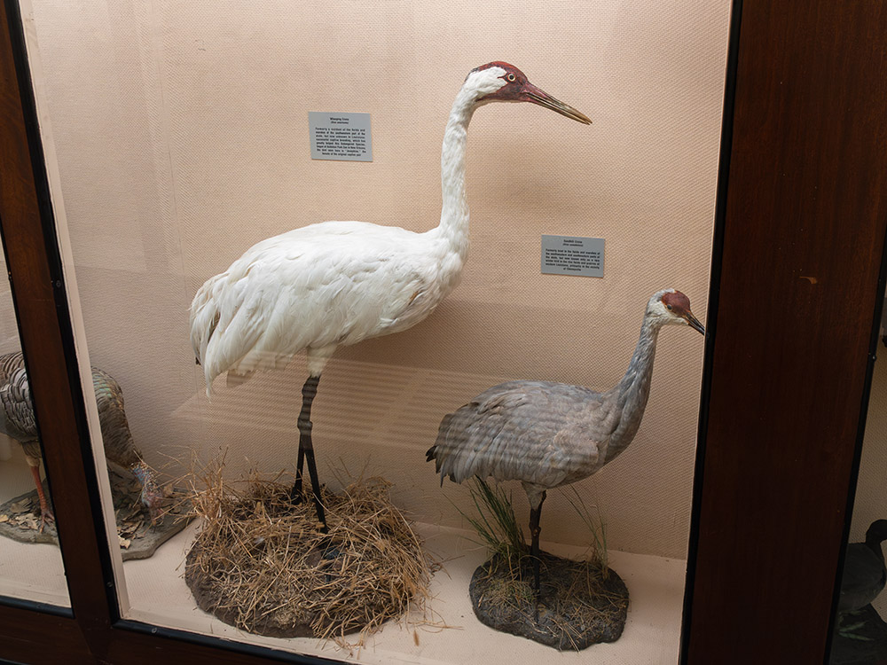 endangered whooping cranes in display case