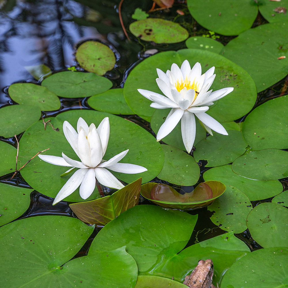 white flowers on lily pads with insect and frog