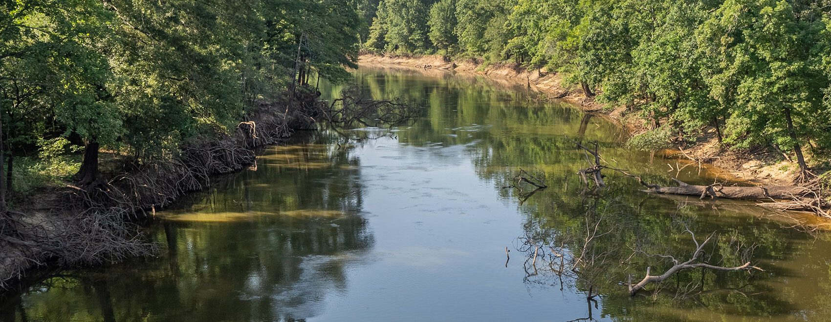 trees line the shoreline of bayous in Louisiana