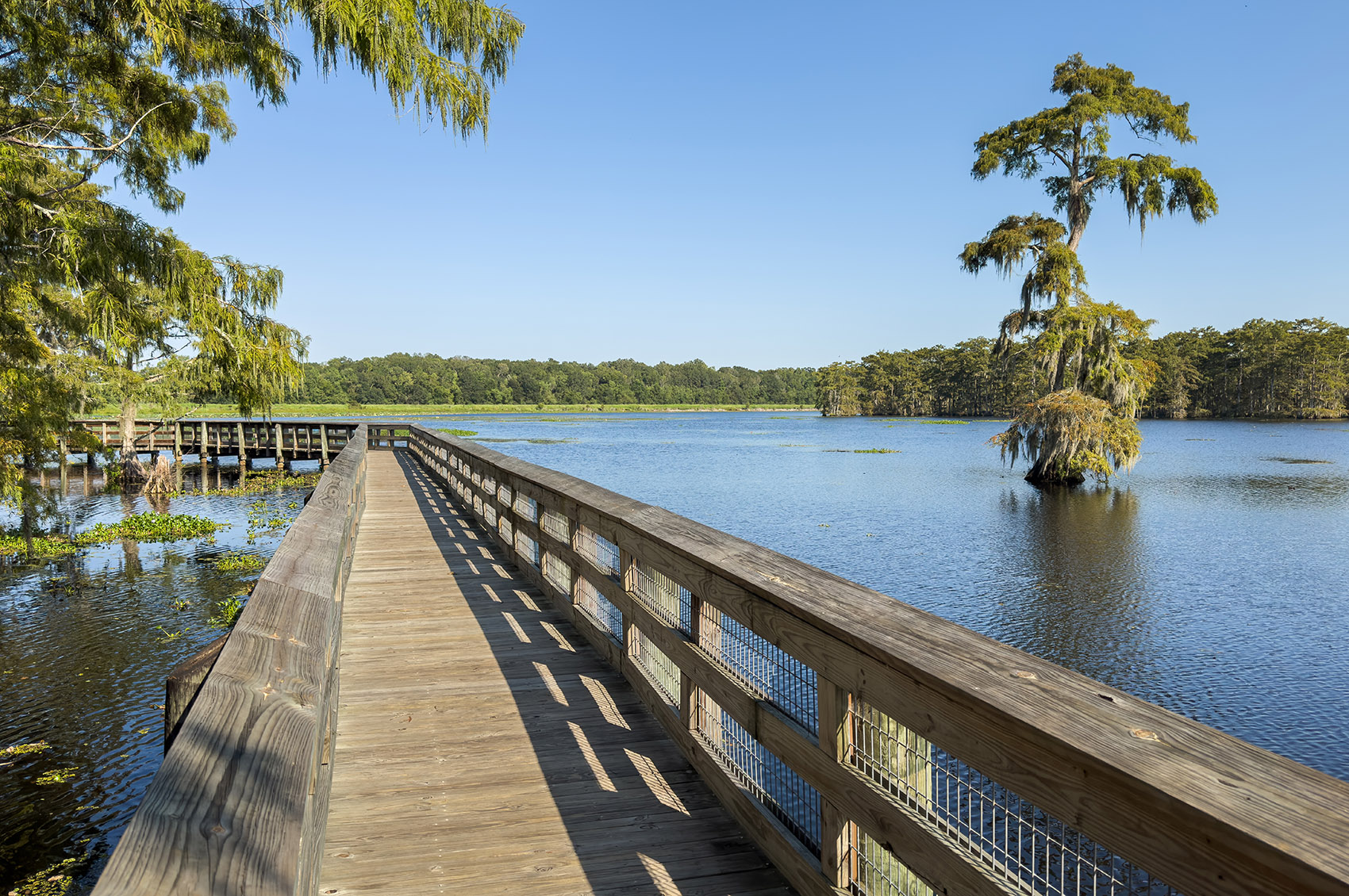 pier over water with cypress trees and blue sky