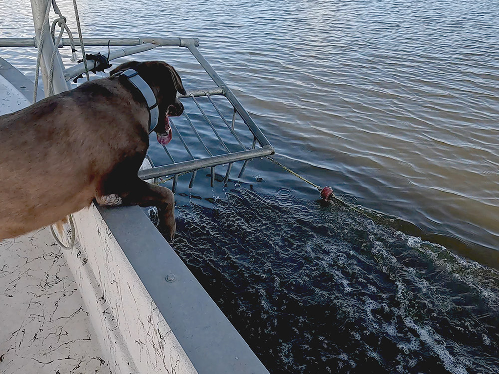 brown dog looks over side of crab boat at trap