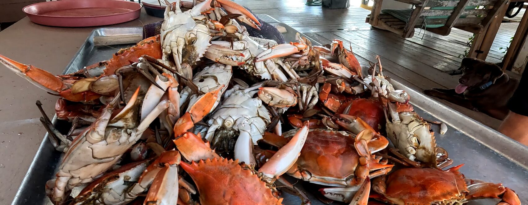 platter stacked with red colored boiled crabs