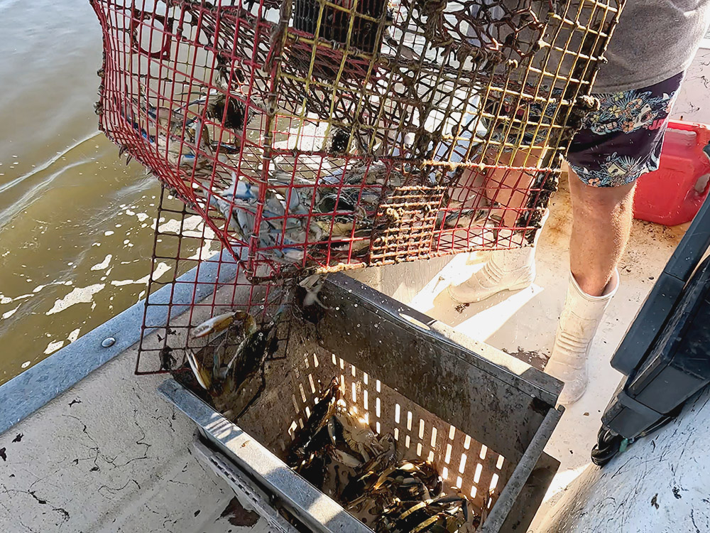 crabs being emptied from a red metal trap onboard a small boat