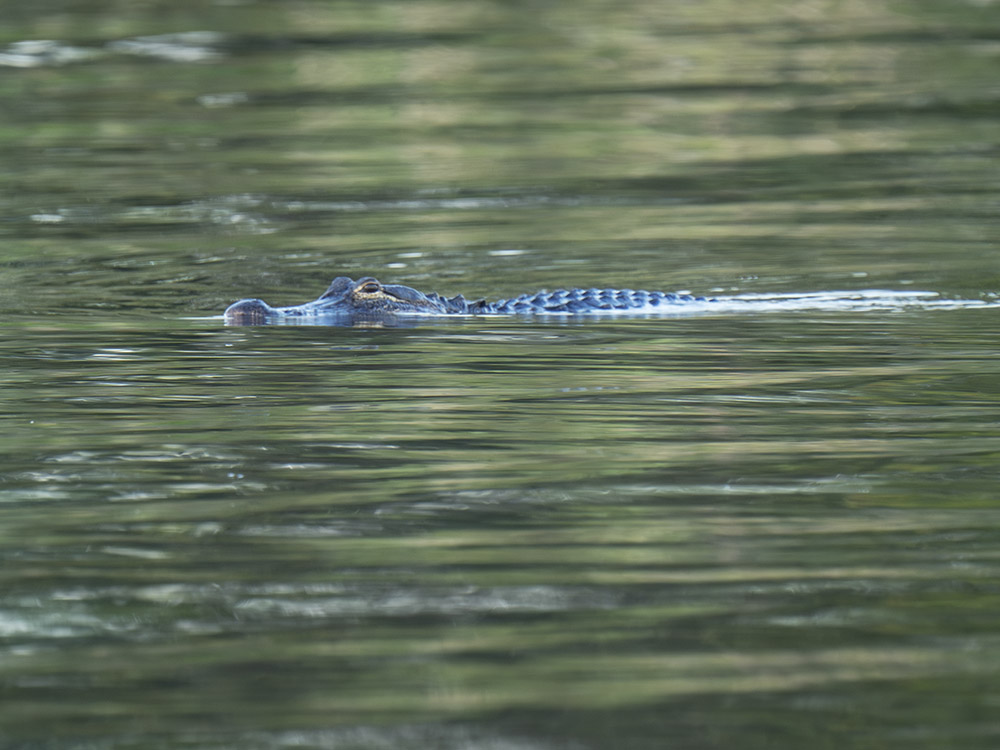 alligator swimming in water with green reflection of trees