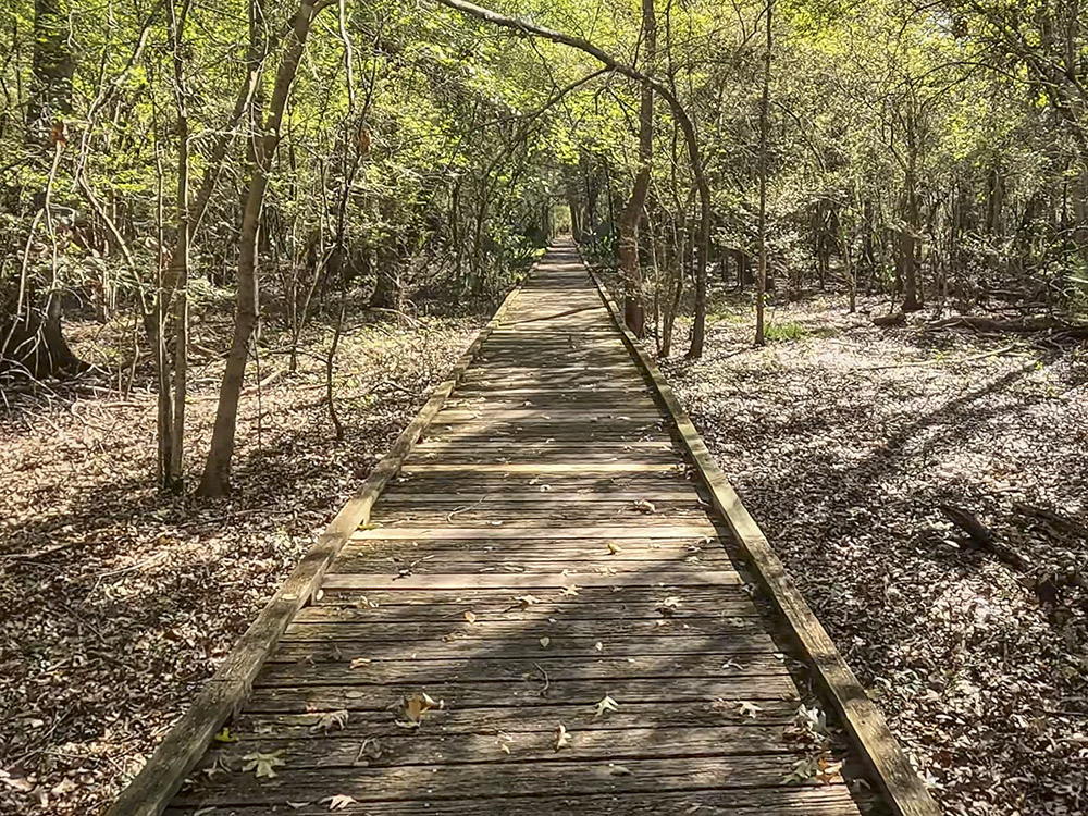 boardwalk trail through the woods at Lake Fausse Pointe State Park