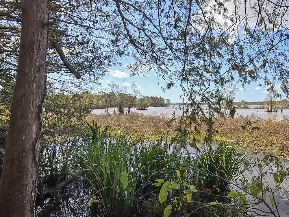 swamp and marsh under blue sky with green plants in the foreground