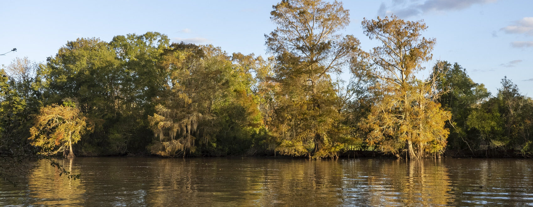 cypress trees in fall color along waterway under blue sky