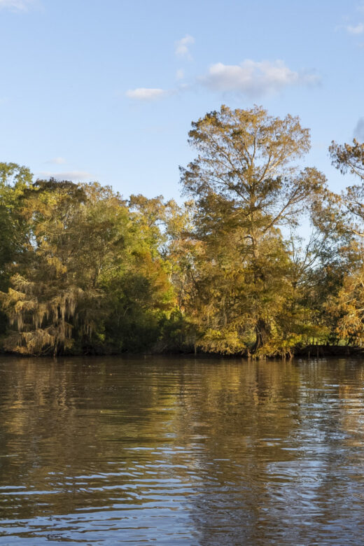 cypress trees in fall color along waterway under blue sky