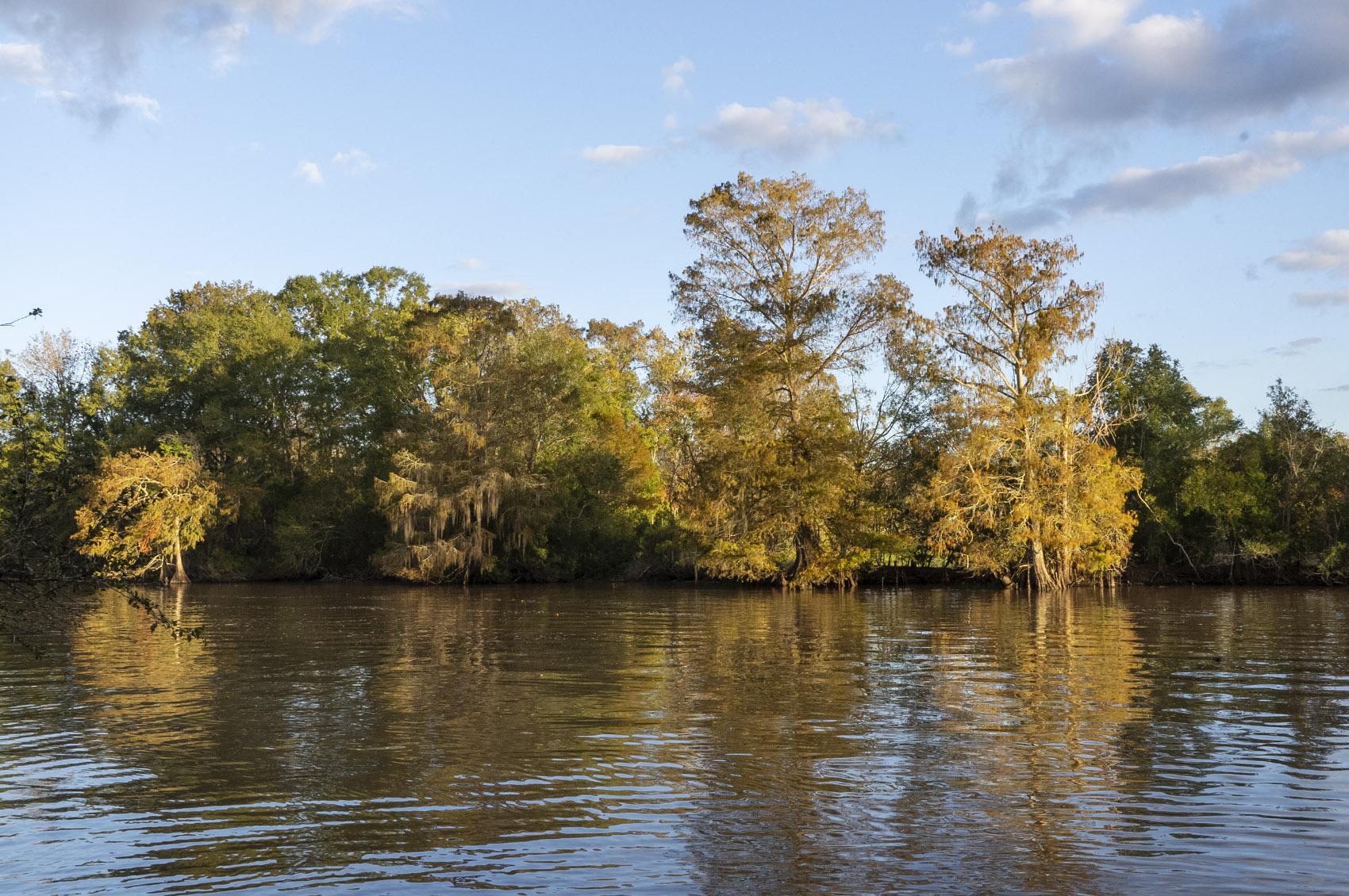 cypress trees in fall color along waterway under blue sky