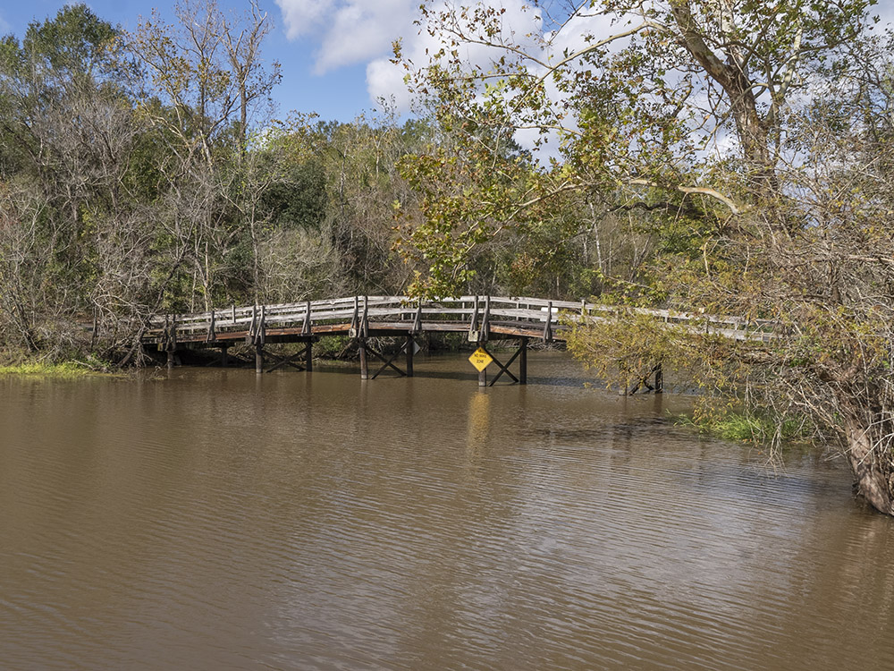 a wood foot bridge under sunny skiy surrounded by trees