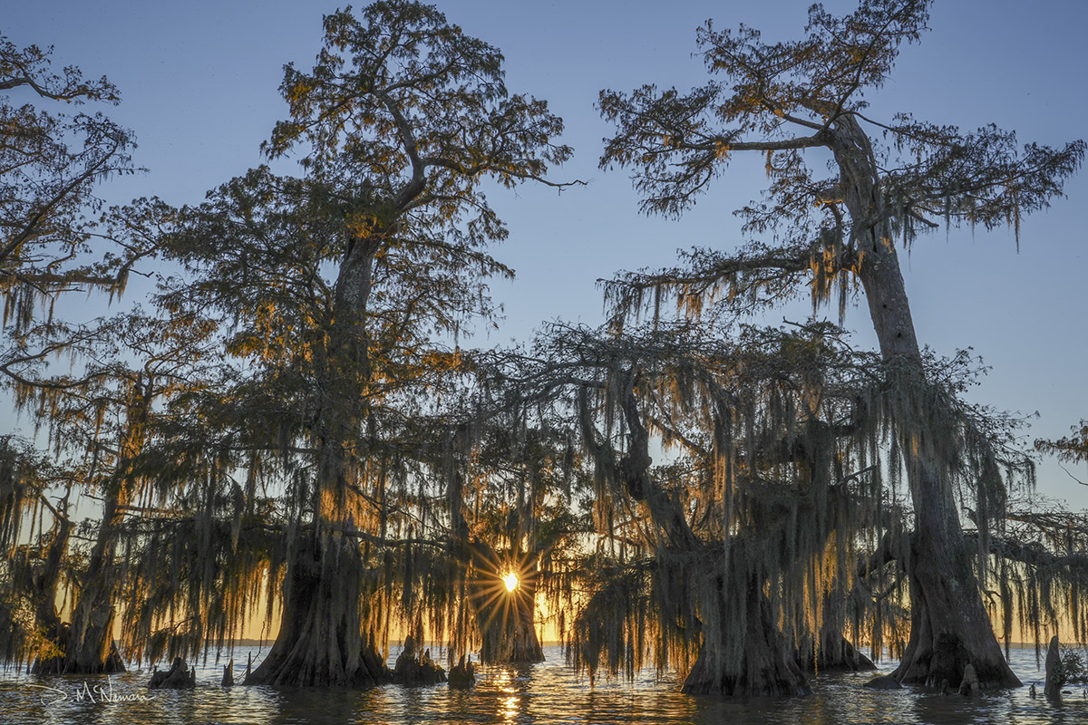 setting sun through moss covered cypress trees in lake