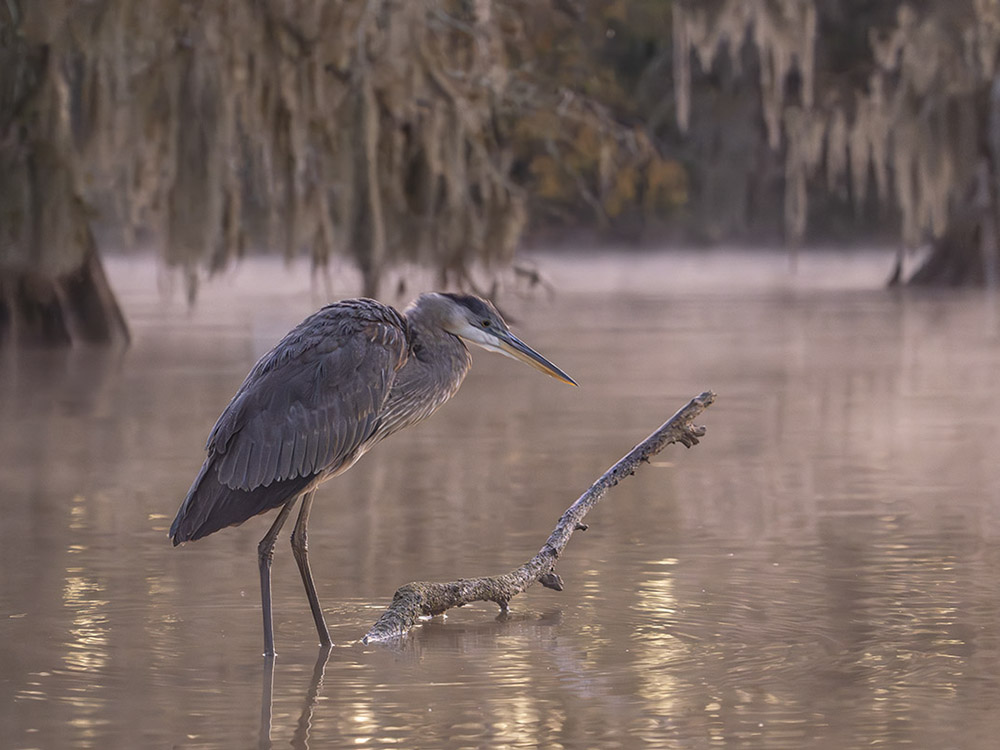 great blue heron stands on branch in water under moss covered trees