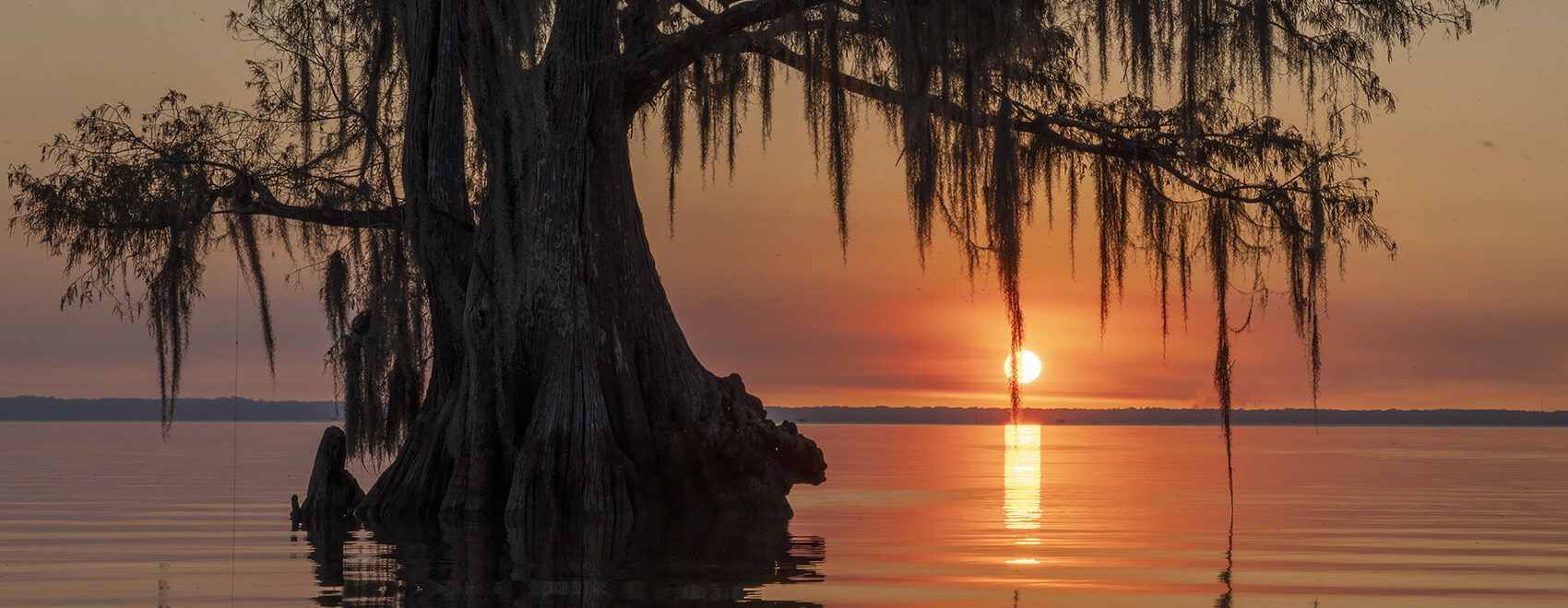 cypress tree with moss in lake at sunset photography