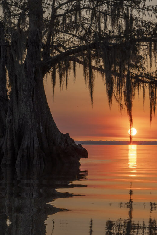 cypress tree with moss in lake at sunset photography