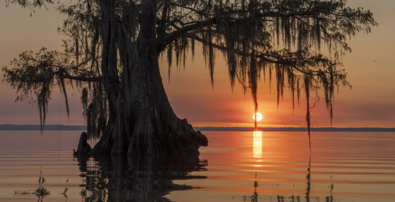 cypress tree with moss in lake at sunset photography