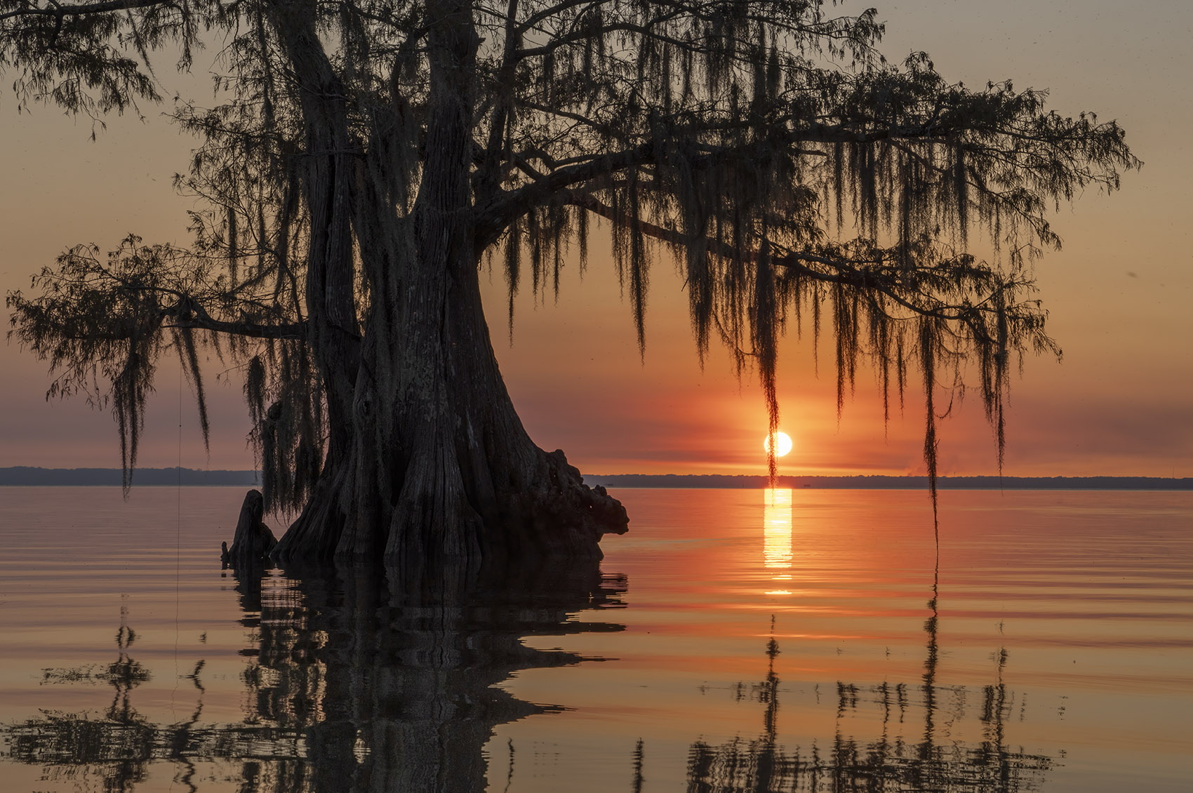 cypress tree with moss in lake at sunset photography