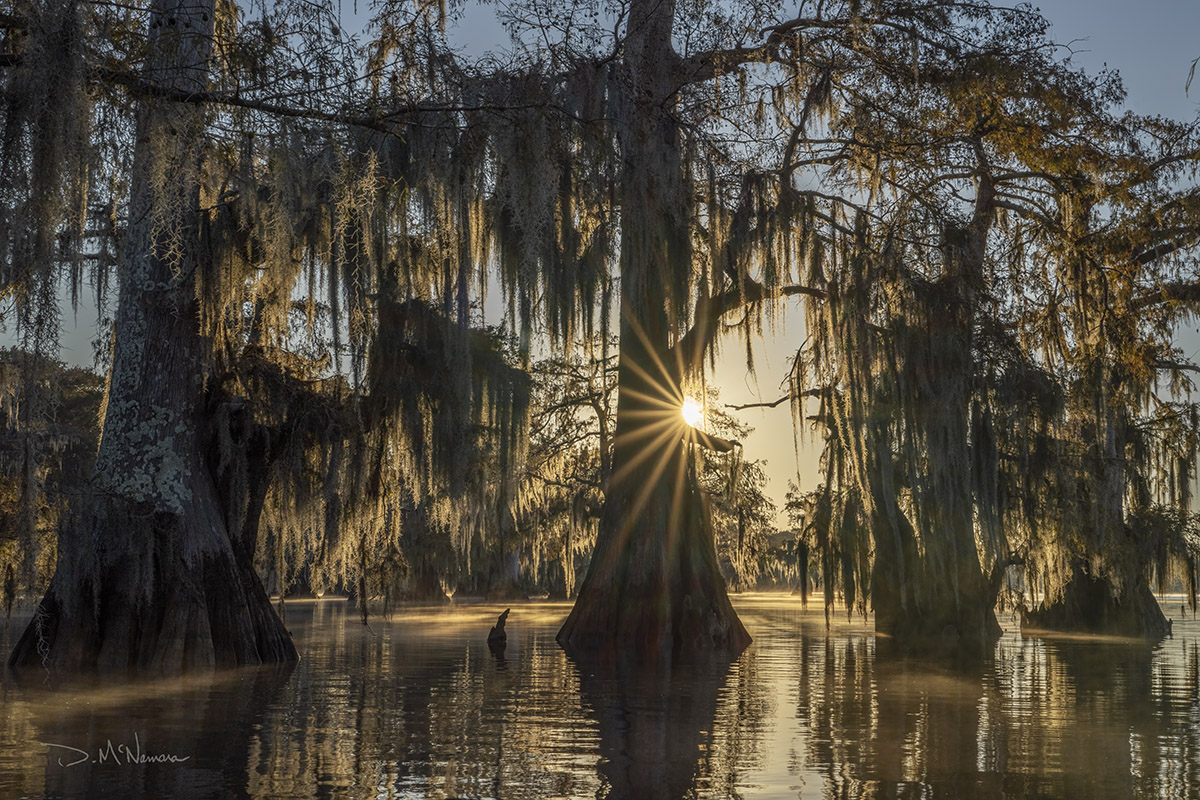 backlit moss on cypress trees in lake early morning