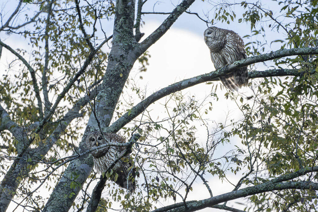 a pair of white and brown barred owls in a tree