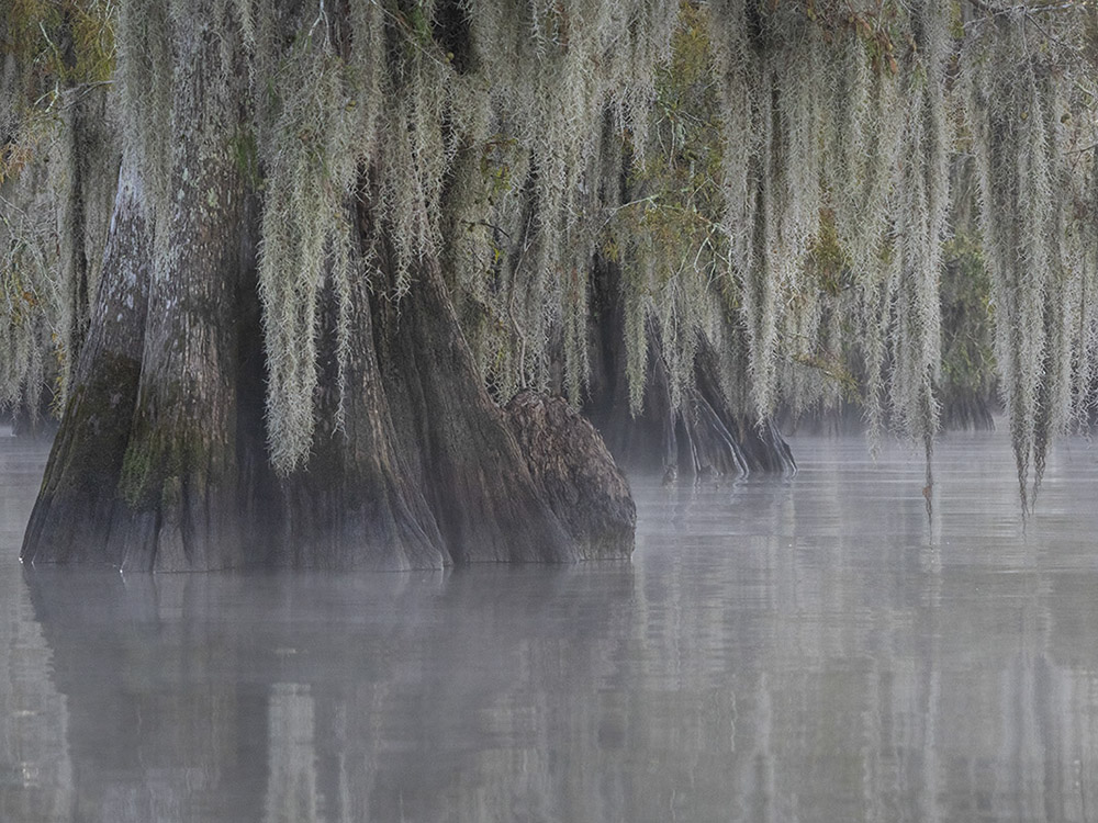 pre dawn photo of thick moss hanging above trunks of cypress trees