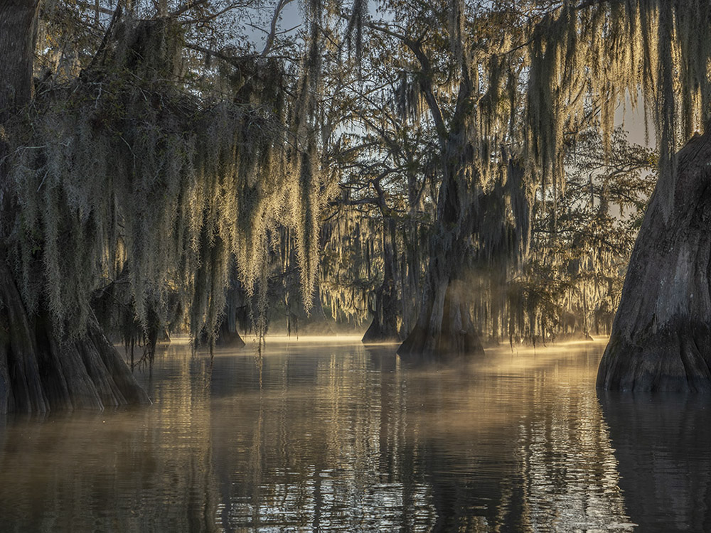 a light fog above the water and backlit moss covered cypress trees