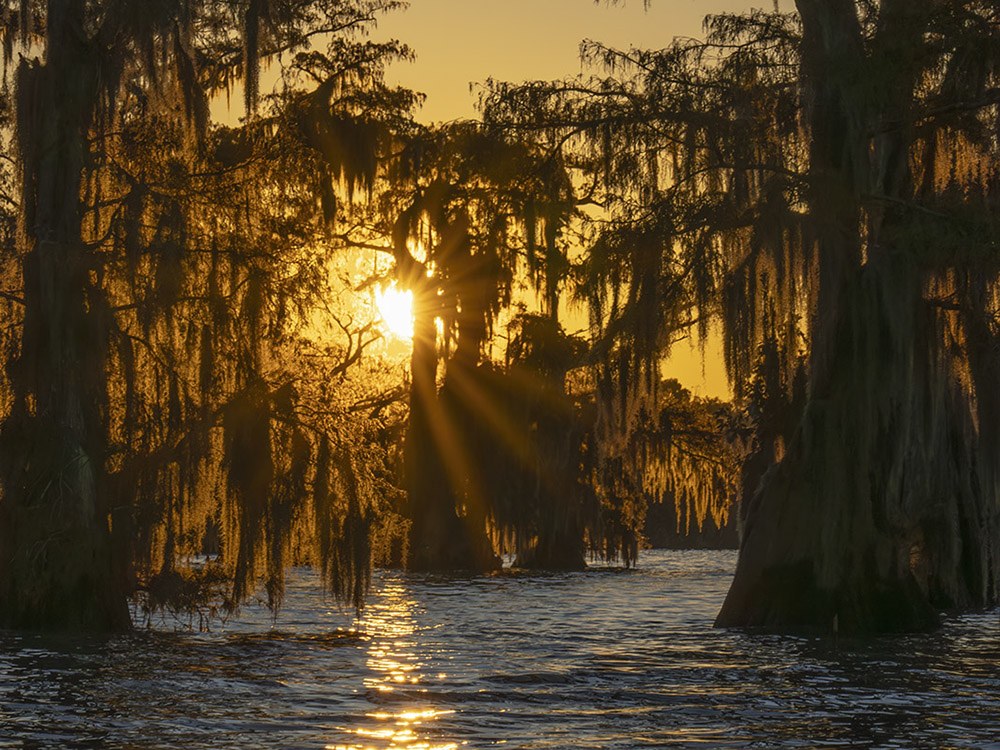 moss covered cypress trees backlit by golden sun in lake photography