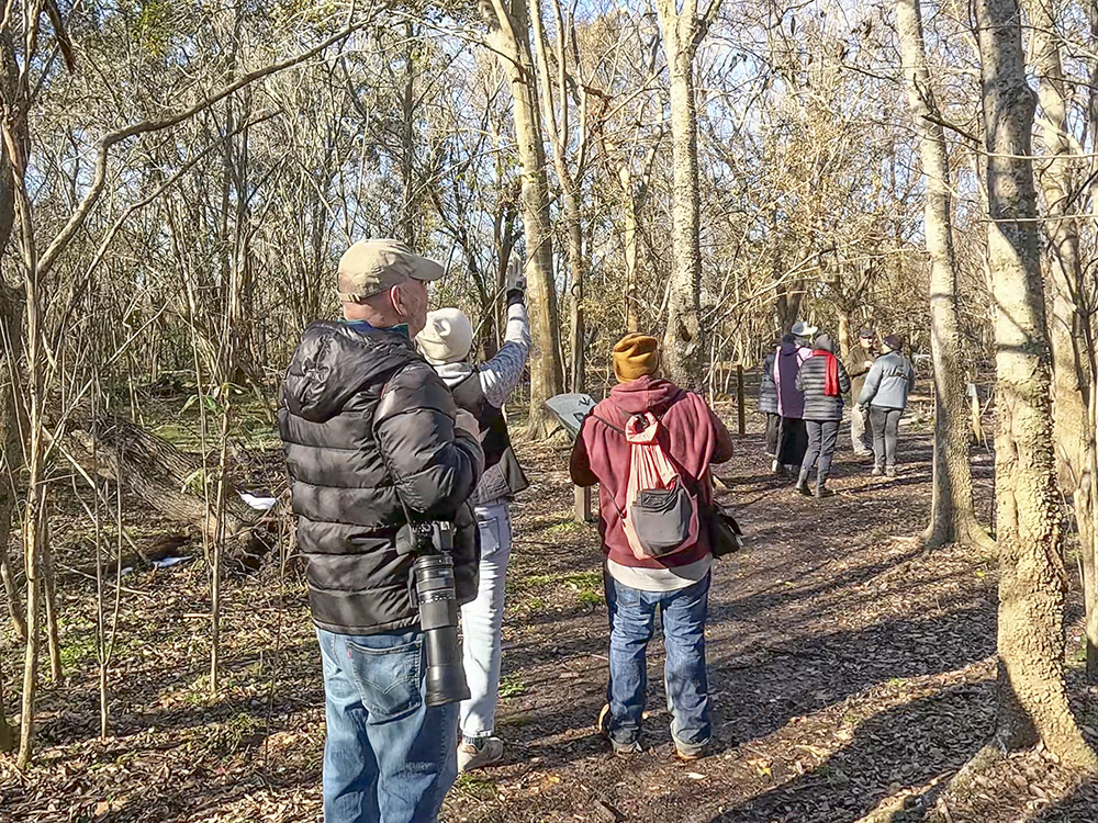 people in jackets look for birds in treetops in forest