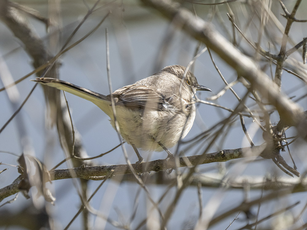 small brown and white bird stands of tree branch