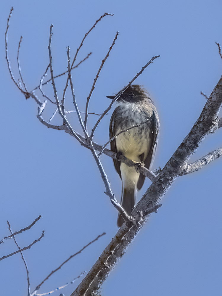 brown and white bird perched in tree