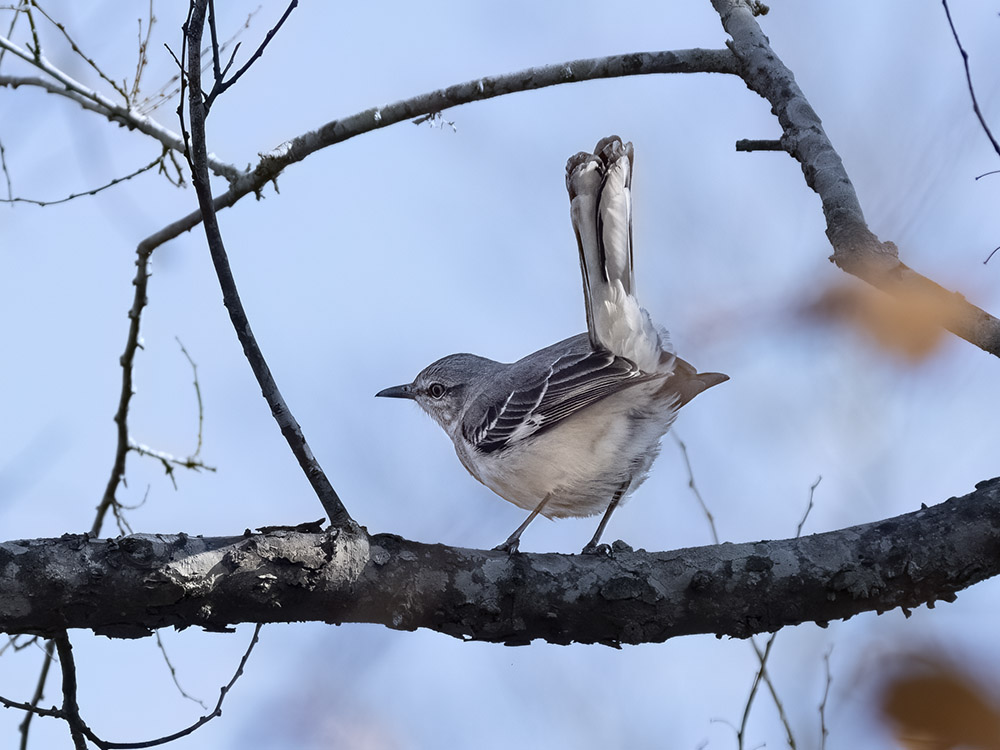 brown and white bird lifts tail up in air on tree branch