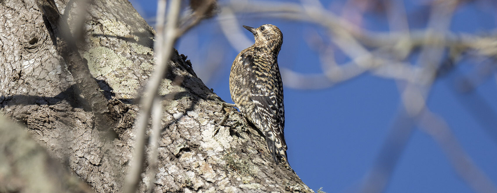 yellow bellied sap sucker bird in tree in winter under blue sky