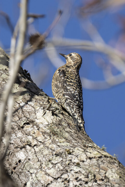 yellow bellied sap sucker bird in tree in winter under blue sky