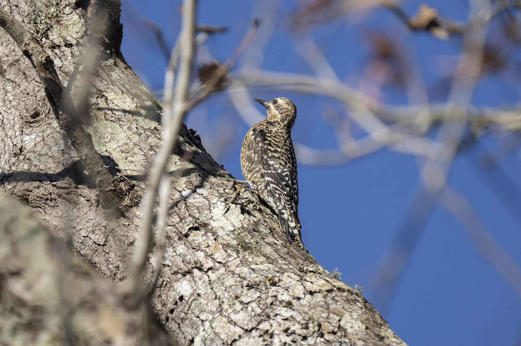 yellow bellied sap sucker bird in tree in winter under blue sky