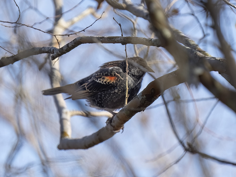 black bird with red wing stands on tree branch