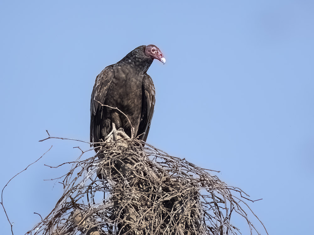 turkey buzzard in a treetop