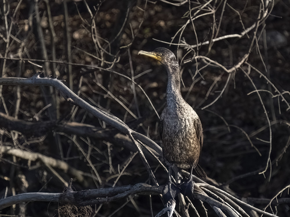 brown waterfowl stands on tree branch above water