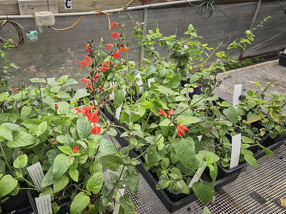 small plants in black pots and red flowers with tags