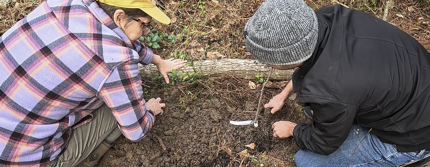 woman and man wearing caps plant small tree in a forested area