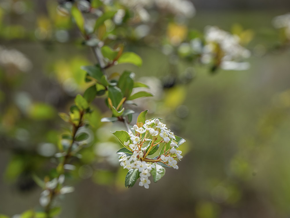 cluster of small white flowers and green leaves