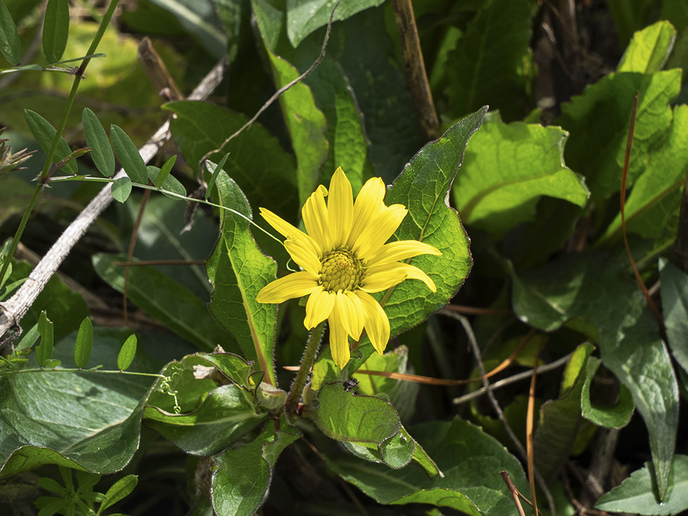 small yellow flower and green leaves