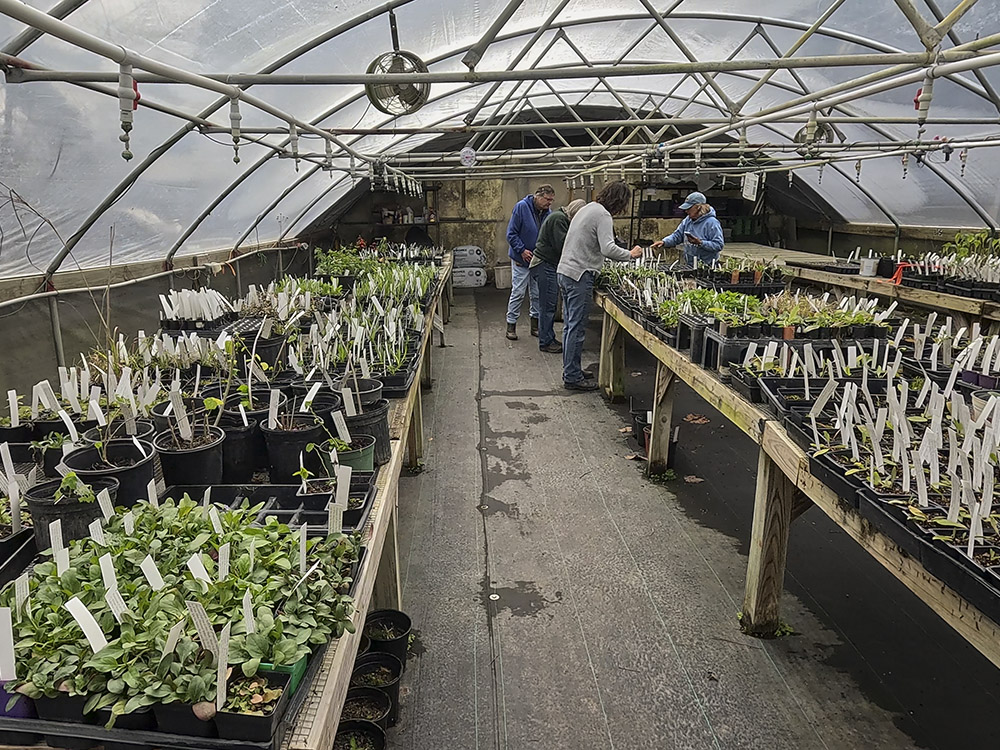 greenhouse interior with trays of plants on wood tables and people working