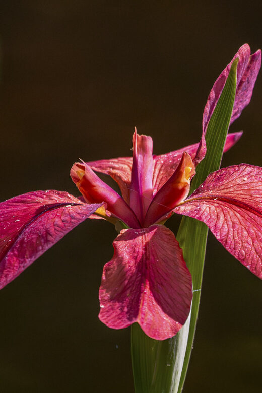 Abbeville red iris in bloom