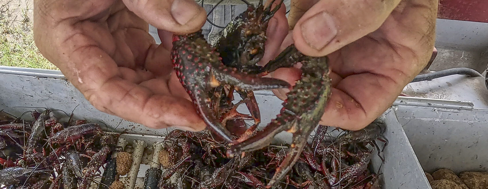 closeup of man's hands holding a live crawfish