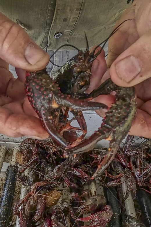 closeup of man's hands holding a live crawfish