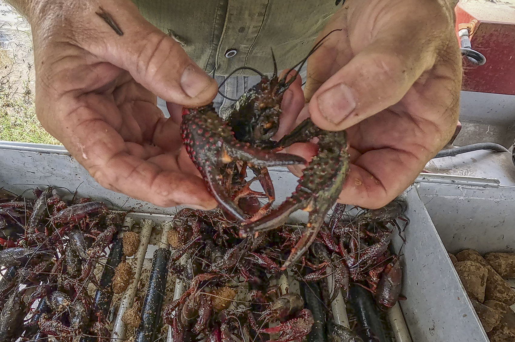closeup of man's hands holding a live crawfish