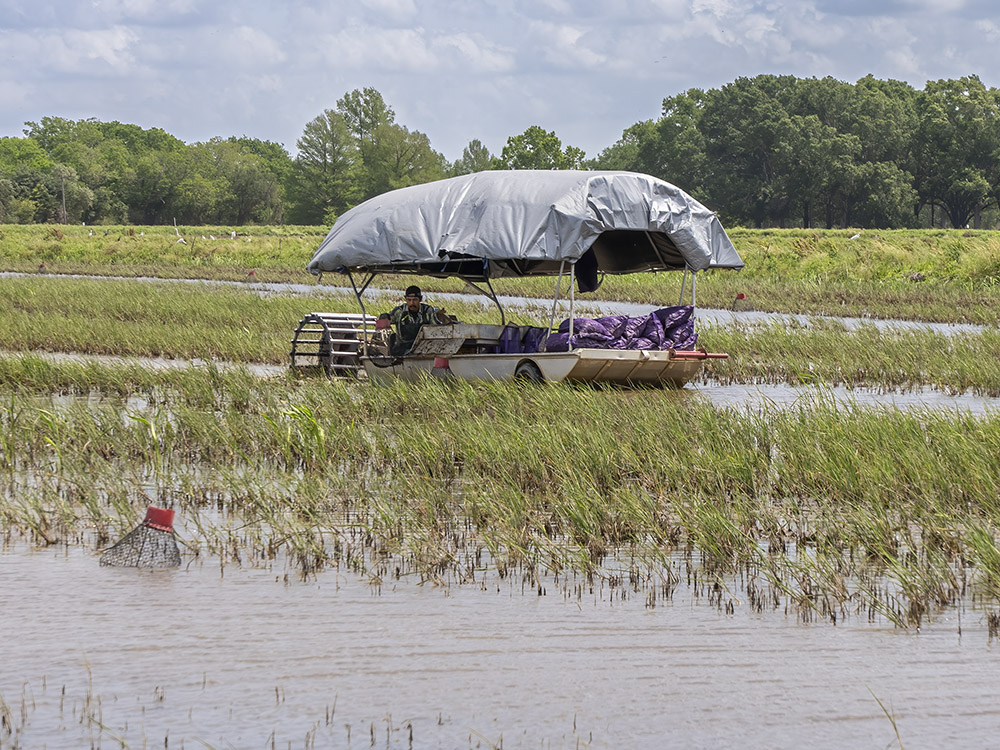 crawfish boat with canopy moves through flooded field